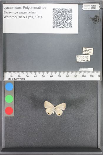 Media type: image;   Entomology 91607